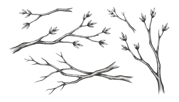Hand Drawn Tree Branch Vector Sketch Collection with Spring Buds and Bare Twigs for Rustic Botanical Wedding Invitations and Organic Food Packaging Graphic Designs