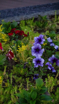 Colorful Garden Flowers with Purple Petunias and Red Blossoms
