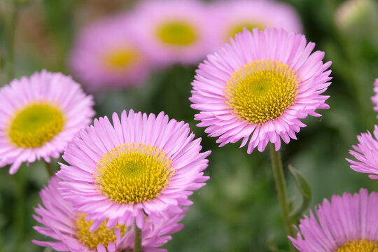 Pink Erigeron glaucus &lsquo;Sea Breeze&rsquo;, glaucous leaved fleabane in flower.