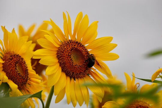 大好きなひまわりの花粉と蜜を集めるキムネクマバチ