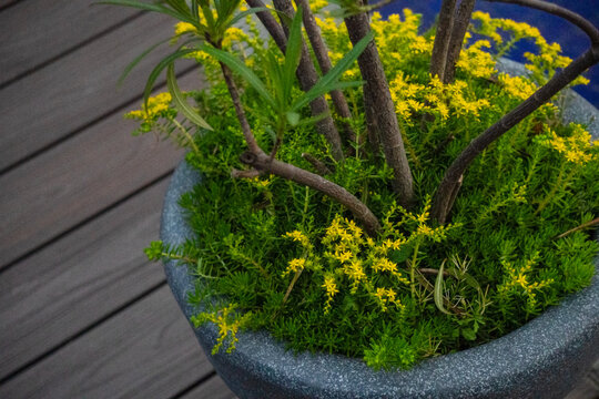 Decorative Garden Planter with Small Yellow Flowers and Green Foliage
