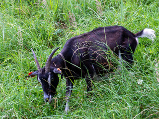 Black domestic goat, Capra hircus, with long curved horns grazing among tall green meadow grasses. Natural livestock scene showing pasture feeding, traditional animal husbandry, rural farming and free © Volha