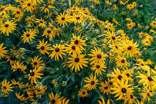 Dense mass of black-eyed Susan, Rudbeckia hirta, displaying vivid golden-yellow petals around dark brown central disks. Abundant summer flowering creates a colorful ornamental garden scene valuable fo