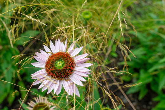 Single pale pink purple coneflower, Echinacea purpurea, displaying its distinctive orange-brown spiny central cone among fine ornamental grasses. Detailed summer garden view highlights a popular polli