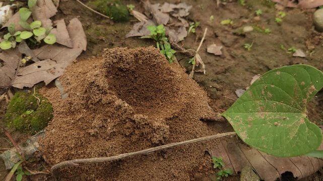 Termite Mound in Dense Green Forest, Natural Wildlife Habitat and Tropical Woodland 4K Stock Footage