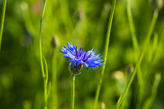 Blue Cornflower Blooming in a Summer Meadow