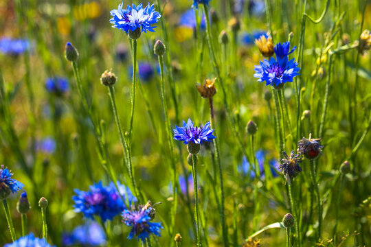 Blue Cornflower Blooming in a Summer Meadow