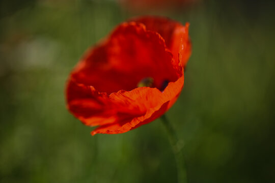 vibrand red poppy flower in a summer meadow