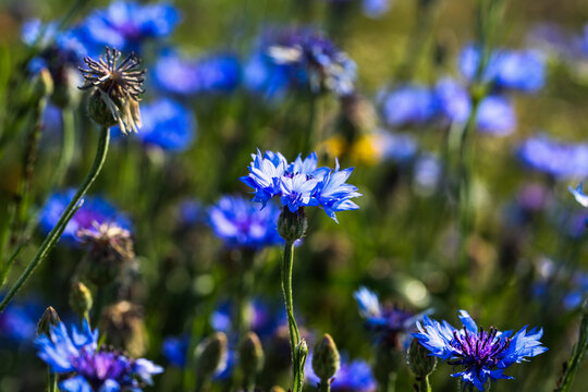 Blue Cornflower Blooming in a Summer Meadow