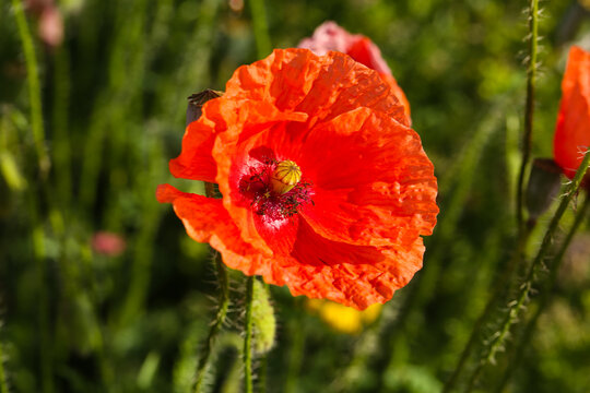 vibrand red poppy flower in a summer meadow