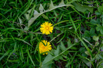 Two yellow dandelion flowers on green grass © Михаил Шорохов