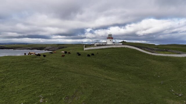 Cows at St Johns Point in County Donegal - Ireland