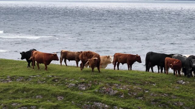 Cows at St Johns Point in County Donegal - Ireland