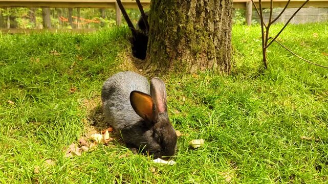 Black rabbit eating outdoors on green grass near a tree, with other bunnies sleeping near a burrow entrance. Cute domestic pets feeding in a garden on a summer day.