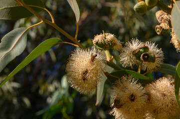 Bees Pollinating Eucalyptus Flowers in Cyprus © Михаил Шорохов