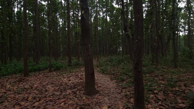 Sal Tree Forest in Dense Green Woodland, Tropical Forest Nature 4K Stock Footage