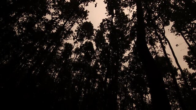 Sal Tree Forest Canopy Viewed from Below, Dense Green Woodland 4K Stock Footage