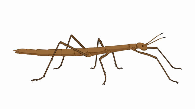 Detailed Brown Stick Insect Illustration Featuring a Realistic Walking Stick Bug for Nature and Biology Education