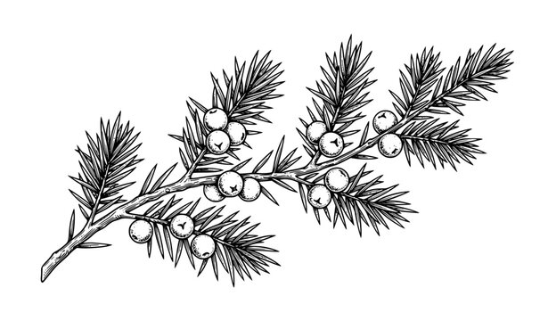 Hand Drawn Juniper Sprig with Berries Organic Cosmetic Vector Sketch