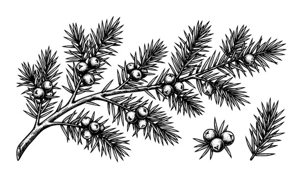 Vintage Juniper Berry Botanical Engraving for Beauty and Spa Packaging