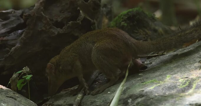 Northern treeshrew crouching on mossy rocks in a tropical rainforest floor. Close-up side profile of Tupaia belangeri foraging in its natural habitat. Small mammal in the wild.