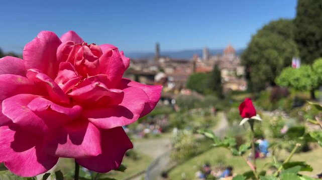 Pink rose in full bloom at Giardino delle Rose with panoramic view of Florence Duomo skyline blurred background