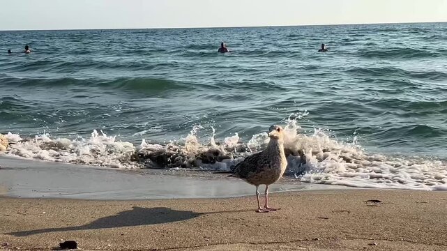 Seagulls walking on a sandy beach with sea waves in the background