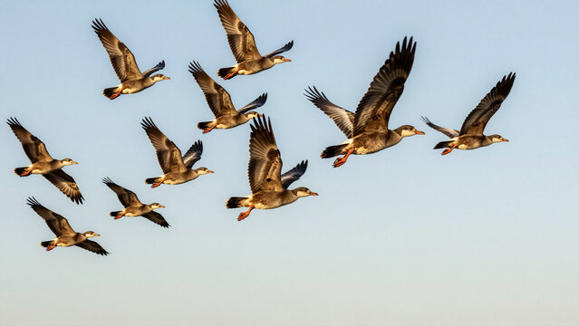Flock of Wild Geese Flying in the Clear Blue Sky