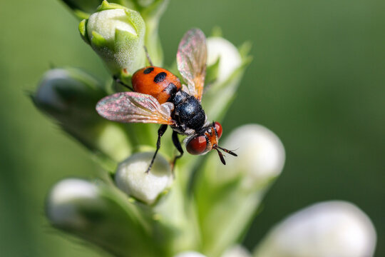 Phasia obesa tachinid fly resting on delicate white flowers on a sunny summer day in detailed macro close-up photography