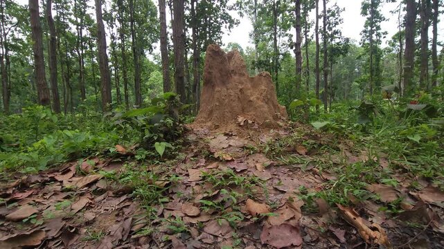 Termite Mound in Dense Green Forest, Natural Wildlife Habitat and Tropical Woodland 4K Stock Footage