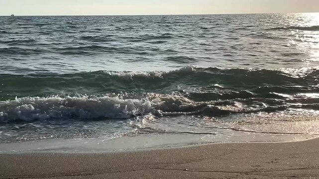 Seagull walking on a sandy beach with sea waves in the background