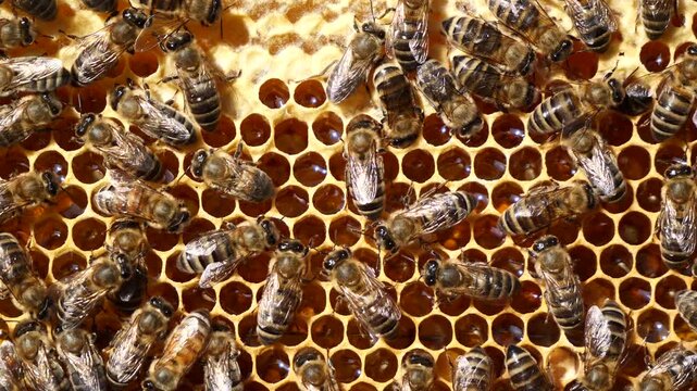 The honeycombs contain nectar, honey and pollen.