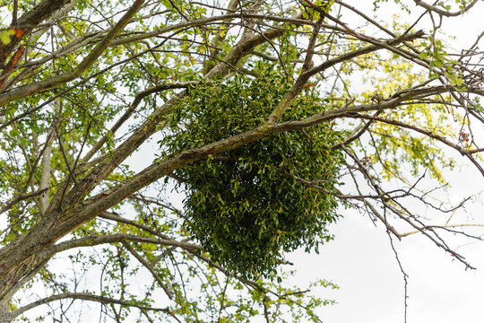 Green mistletoe bush growing on tree branches, representing natural parasitism and forest ecology in wintertime, holiday traditions, botany and ecology