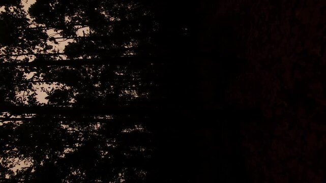 Sal Tree Forest Canopy Viewed from Below, Dense Green Woodland 4K Stock Footage