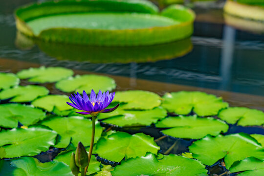 N&eacute;nuphar violet au-dessus des feuilles vertes