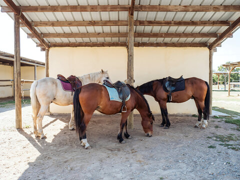 Horses Standing Under A Shelter Exhibit A Rustic Outdoor Scene With Saddles equine