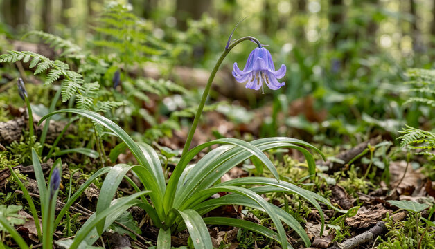  Wild Bluebell Plant Growing in a Woodland Clearing