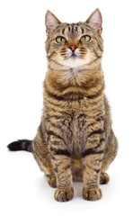 Obraz premium Brown tabby cat sitting upright isolated on a white background.