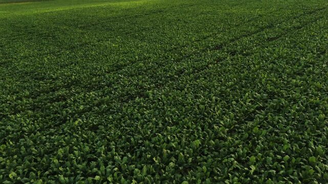 Aerial flight over a lush green sugar beet field during a sunny summer day, showcasing sustainable agriculture and cultivation
