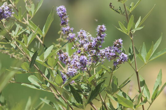 Vitex Agnus-Castus Chaste Tree Plant with Purple Flowers, Vitex Agnus-Castus Flowers Close Up