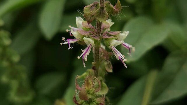 Holy Basil Tulsi Flowering Inflorescence with Tiny White and Purple Flowers, Botanical 4K Stock Footage