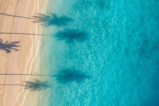 Picturesque inspire aerial palm trees shadows turquoise ocean water, calm waves sunny golden sandy beach. Minimal summer tropical nature coast landscape. Artistic drone pattern paradise shore backdrop