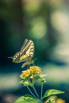 Graceful abstract butterfly resting serene yellow blossoms soft green summer meadow dreamy light. Nature closeup wildlife wellbeing design. Blooming garden peaceful floral scenic wallpaper art