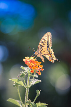 Delicate artistic butterfly orange wildflower dark green summer meadow bokeh sunlight. Nature closeup wildlife wellbeing greeting card design. Blooming floral inspire macro scenic wallpaper art