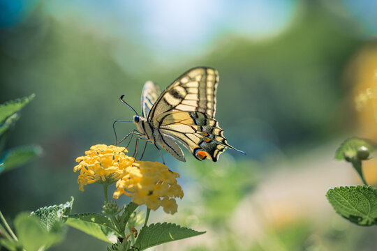 Elegant dreamy inspirational soft colors. Beautiful butterfly yellow flowers lush green summer garden blur. Nature wildlife macro closeup wellness design. Blooming meadow floral scenic wallpaper art