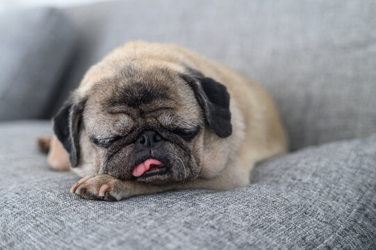 Old Pug Sleeping on Sofa with Tongue Out