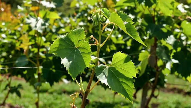 Sharp close-up of vibrant green grape leaves shifting focus to sweeping vineyard rows in Oregon highlighting agricultural depth and winemaking craftsmanship