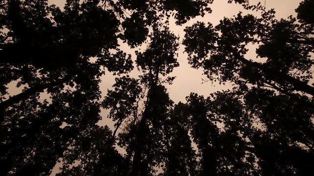 Sal Tree Forest Canopy Viewed from Below, Dense Green Woodland 4K Stock Footage