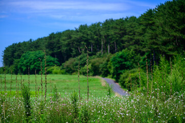 東北の傾斜する松林の小道｜別アングルから見た癒しの緑のトンネルと白い野花/Paved path winding through a sloped pine forest hillside, white wildflowers in the foreground, Tohoku, Japan © Assa_Reef