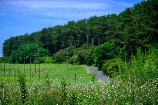 東北の傾斜する松林の小道｜別アングルから見た癒しの緑のトンネルと白い野花/Paved path winding through a sloped pine forest hillside, white wildflowers in the foreground, Tohoku, Japan